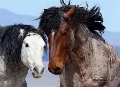 开云体育-圣胡安客场挫败对手，犹如脱缰野马