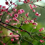 包含梅斯主场逼平波尔多,表现可圈可点的词条 包含梅斯主场逼平波尔多,表现可圈可点的词条